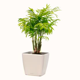 planta-biopure